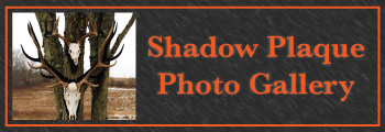Sidebar Photo Gallery